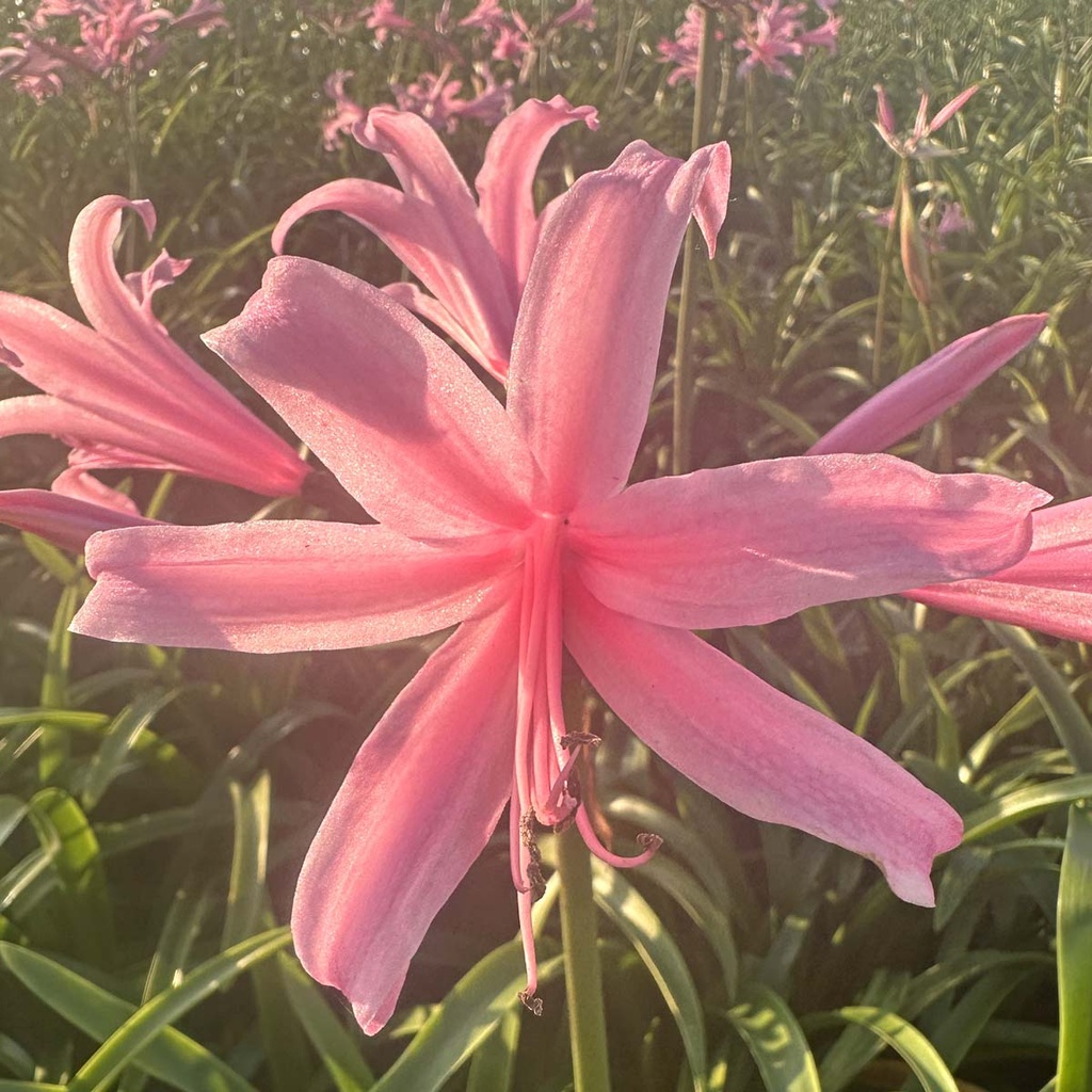 Nerine Amandi