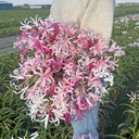 Nerine Bordermix