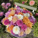Mix dahlia startpakket (7 dahlia's)