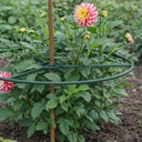 Plantenring bamboestokken set van 2