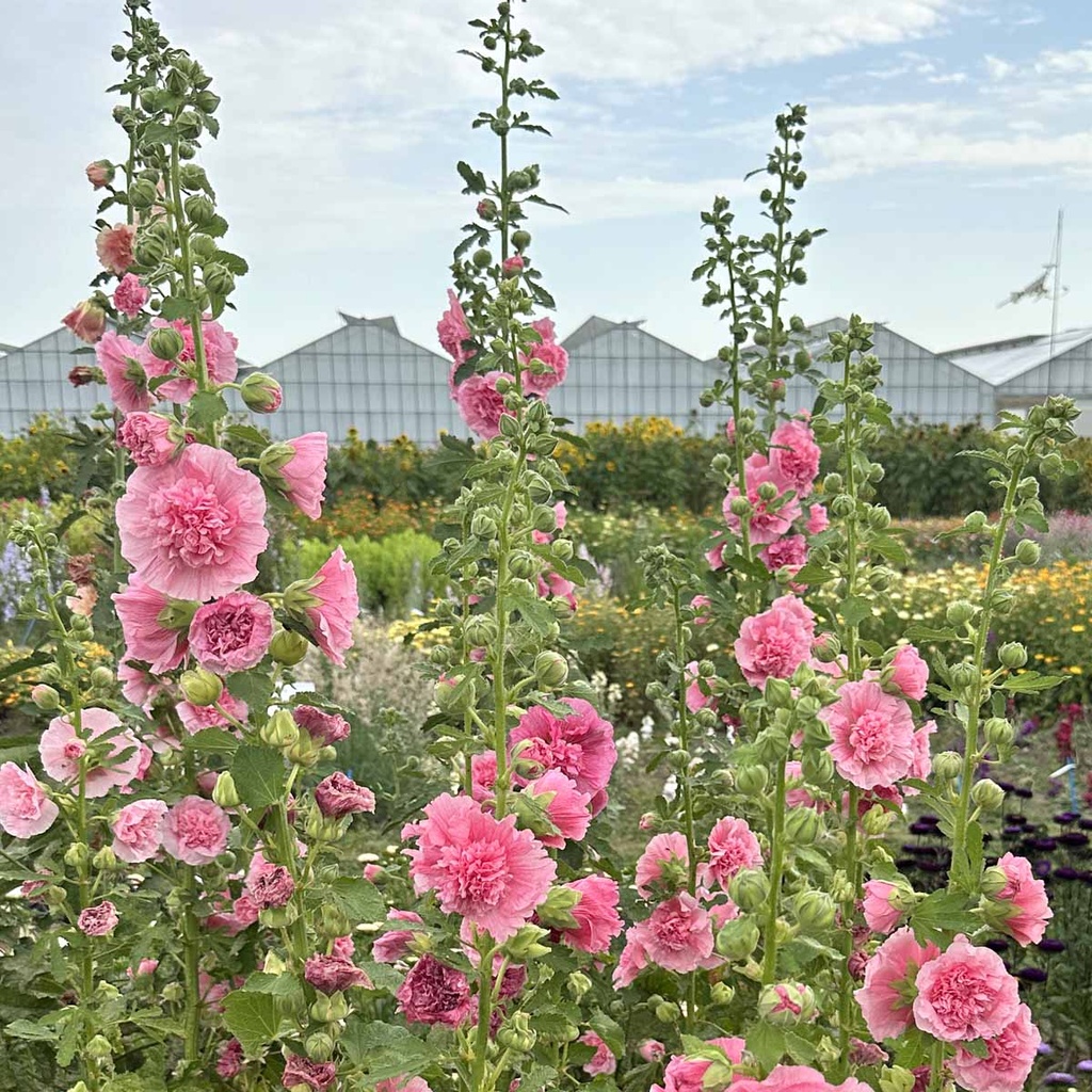 Alcea Rosea Carnival Old Rose