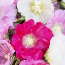 Alcea Indian Spring Mix