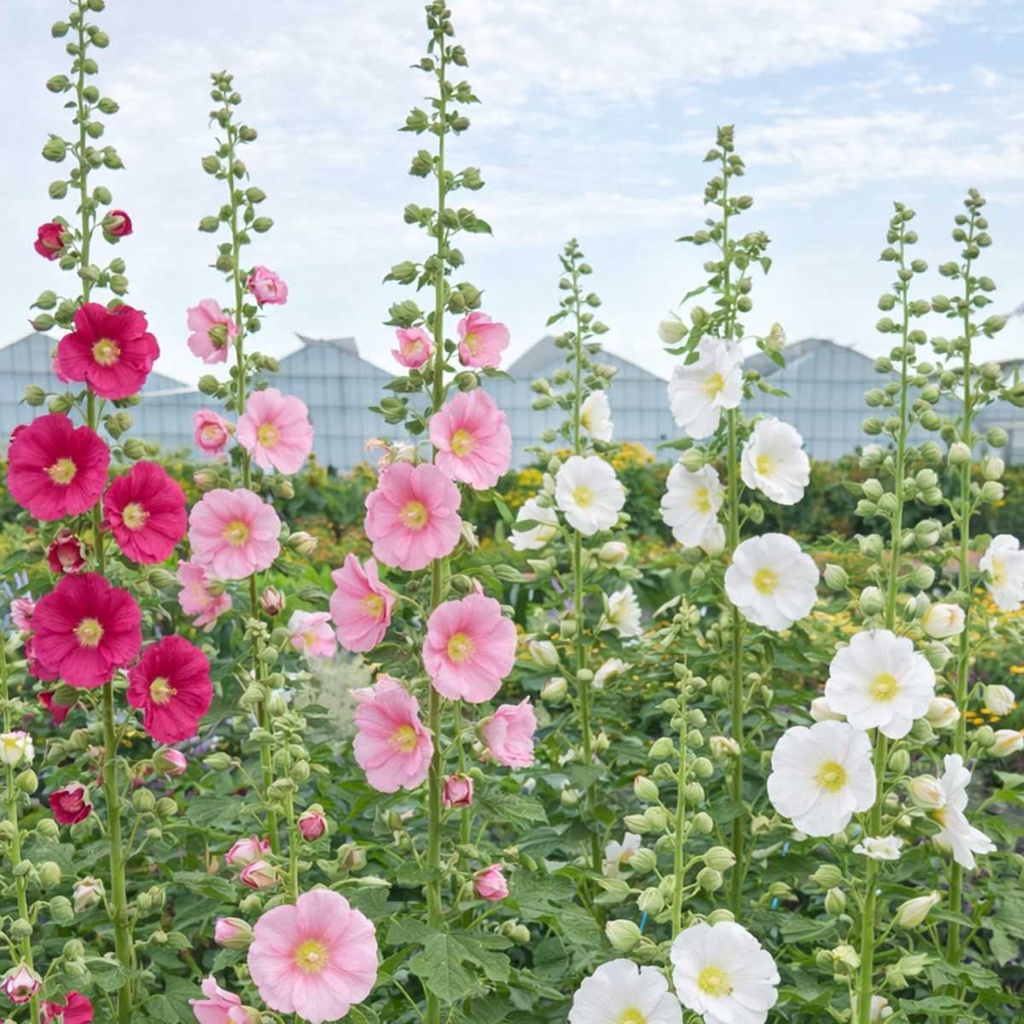 Alcea Indian Spring Mix