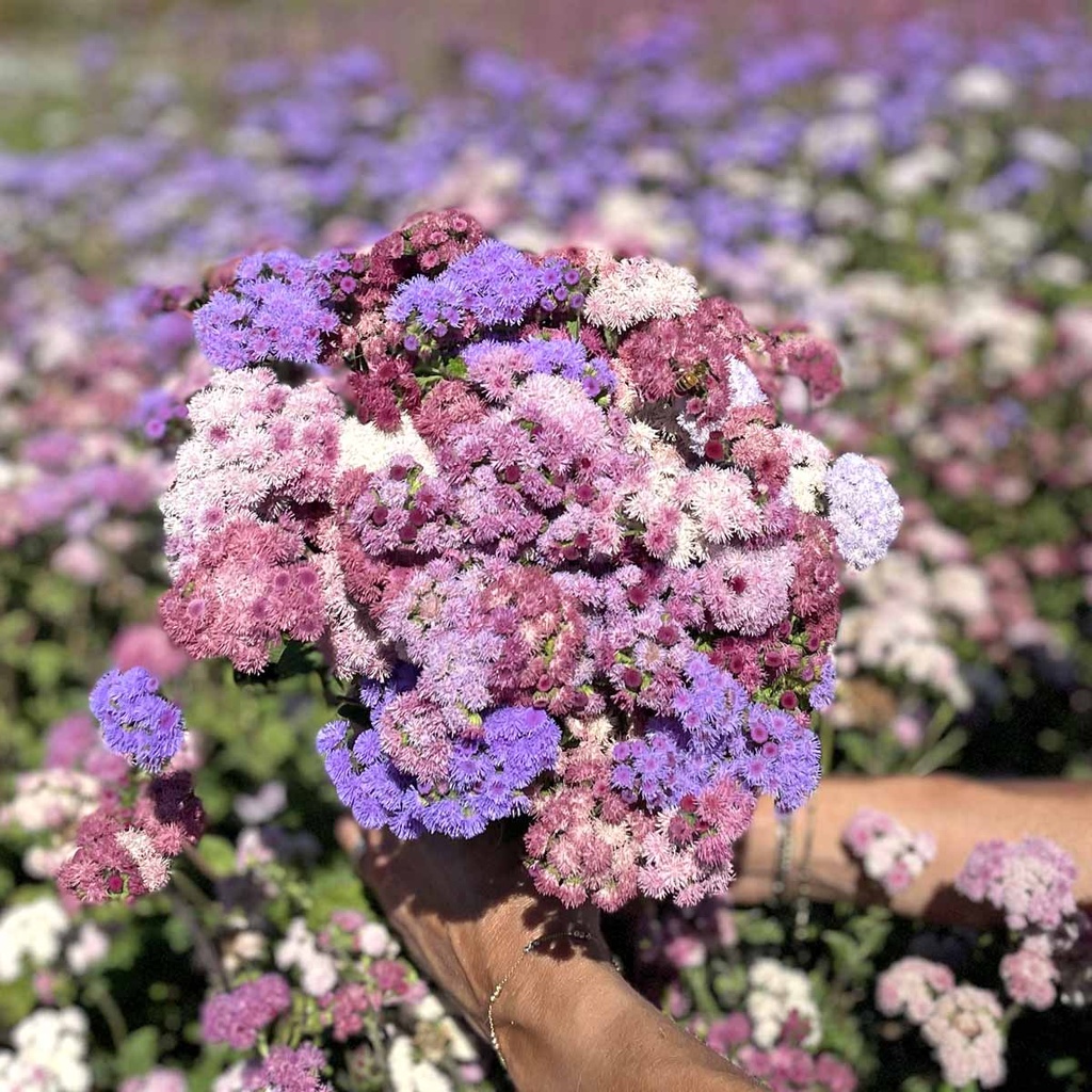 Ageratum Timeless Mix