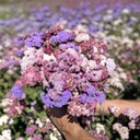 Ageratum Timeless Mix
