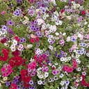 Phlox Tapestry Mixture