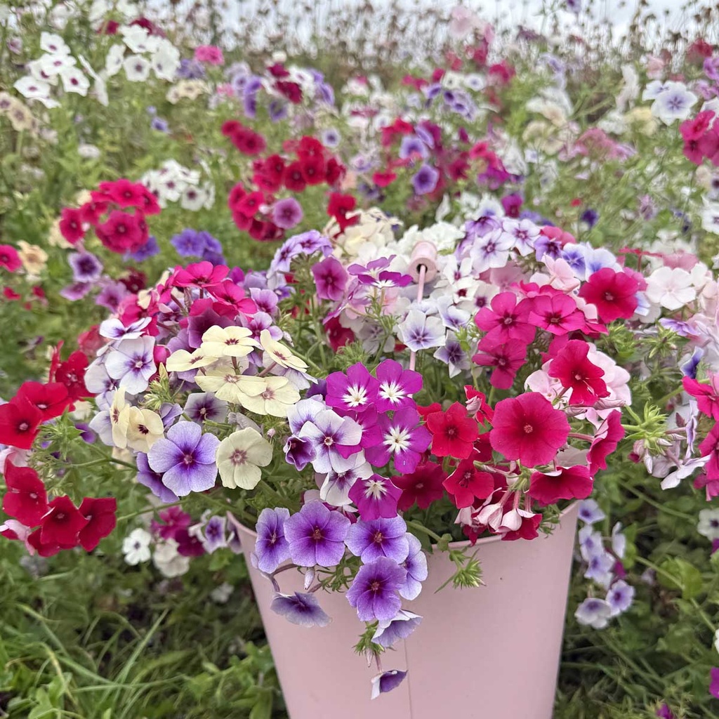 Phlox Tapestry Mixture