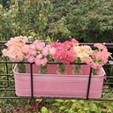 Phlox Beauty Coral Reef