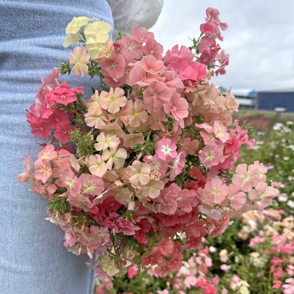 Phlox Beauty Coral Reef