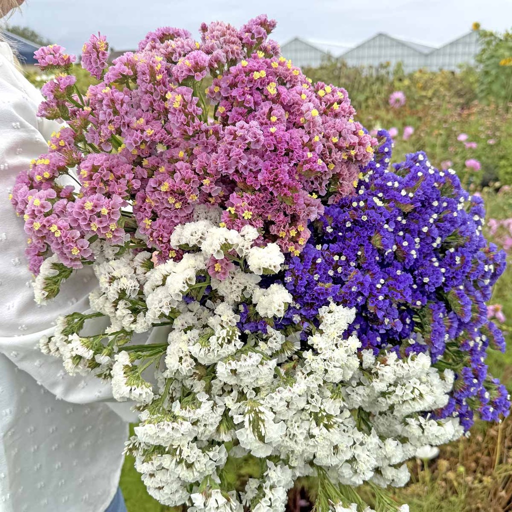 Limonium Forever Blue, Happy & Silver