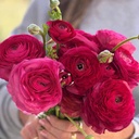 Ranonkels Elegance Ciclamino Hot Pink