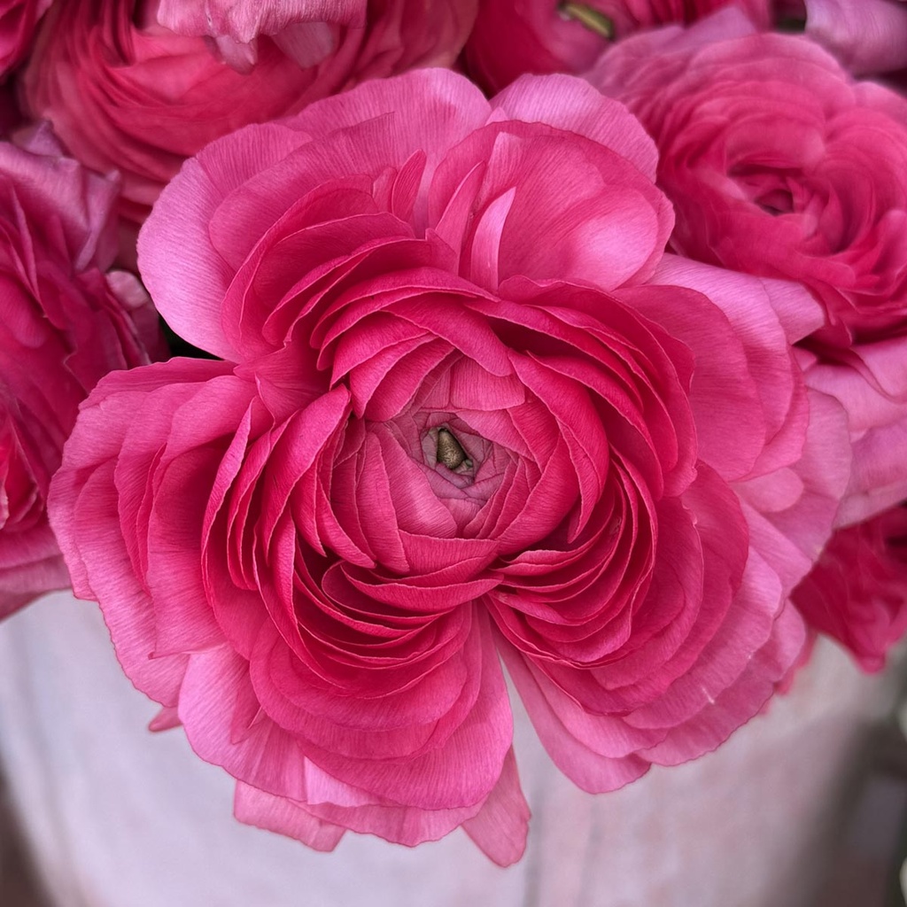 Ranonkels Elegance Ciclamino Hot Pink