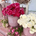 Ranonkels Elegance Ciclamino Hot Pink