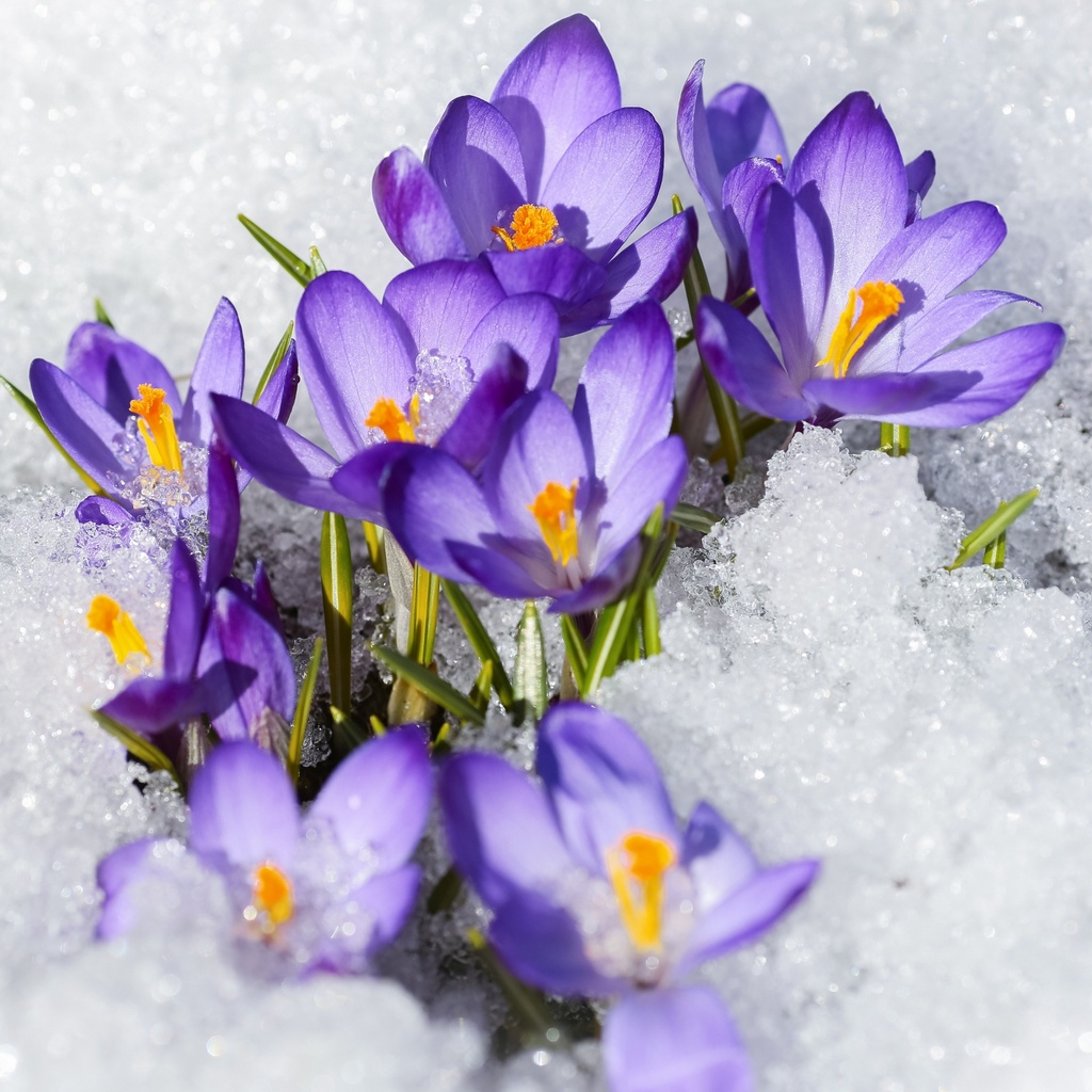 Crocus Aqua