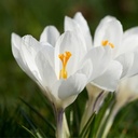 Crocus Ice Queen