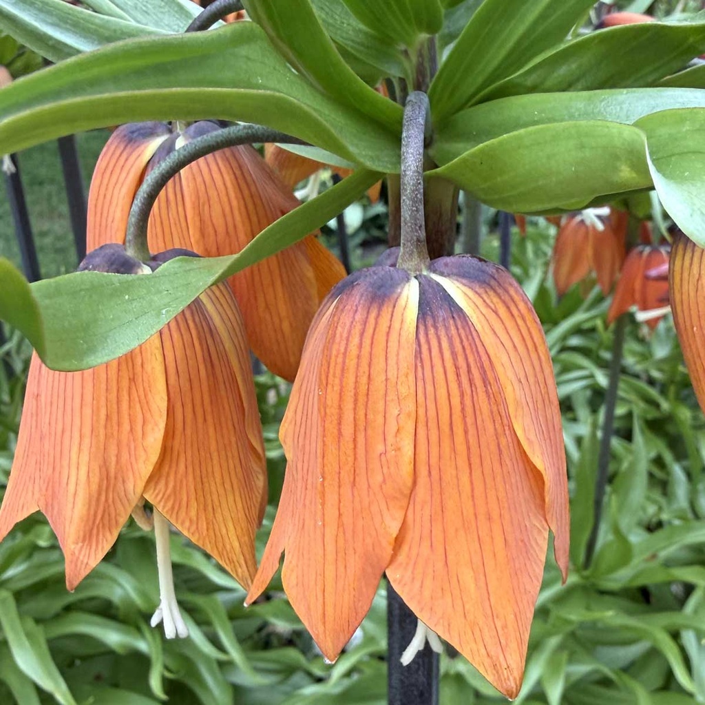 Fritillaria Aurora (3 st)