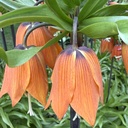 Fritillaria Aurora (3 st)