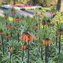Fritillaria Aurora (3 st)