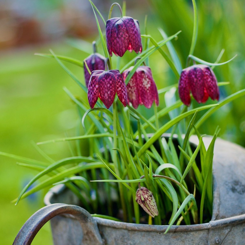 Fritillaria Meleagris (10 st)