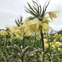 Fritillaria Raddeana 1x