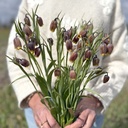 Fritillaria Uva Vulpis 10x