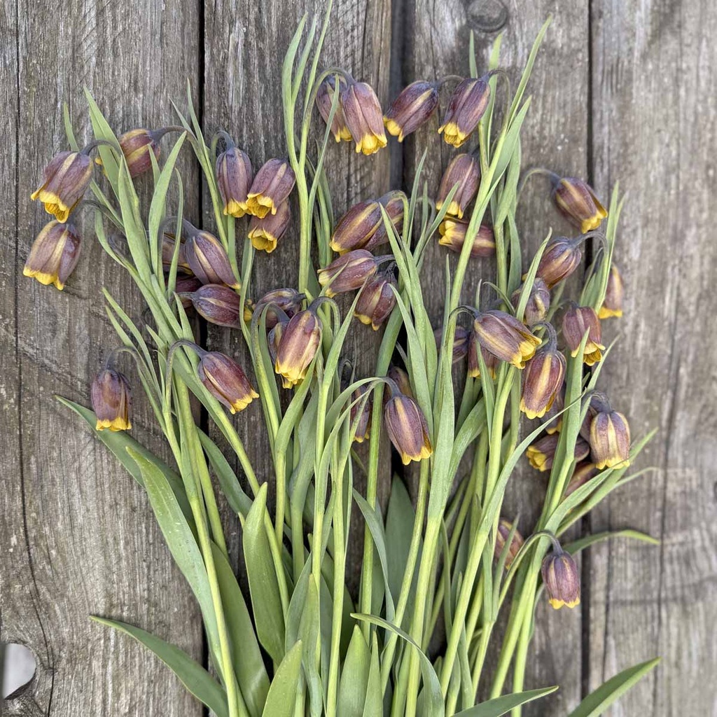 Fritillaria Uva Vulpis 10x