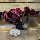 Ranonkels Elegance Viola