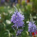 Camassia Caerulea