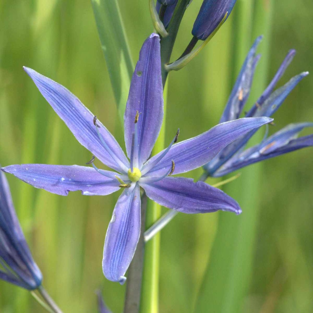 Camassia Caerulea