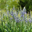 Camassia Caerulea