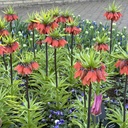 Fritillaria Rubra