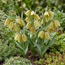 Fritillaria Pallidiflora