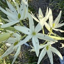 Camassia Alba 10x