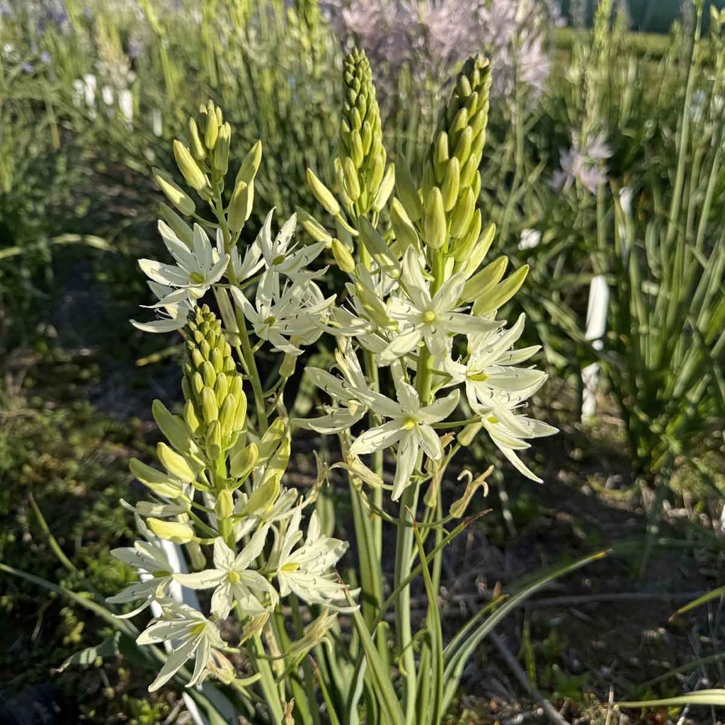 Camassia Alba 10x