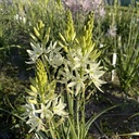 Camassia Alba 10x