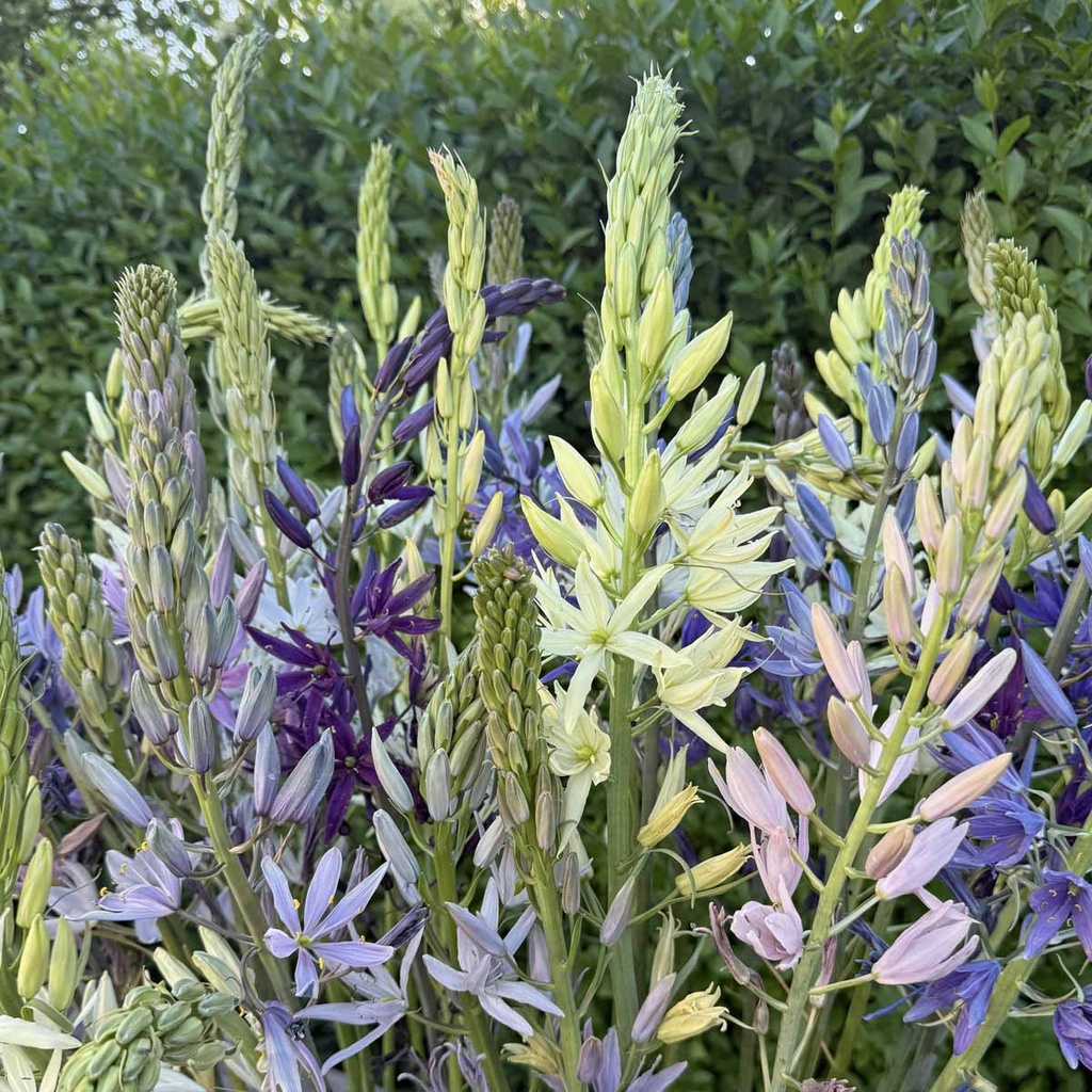 Camassia Alba 10x