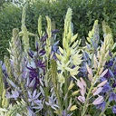 Camassia Alba 10x
