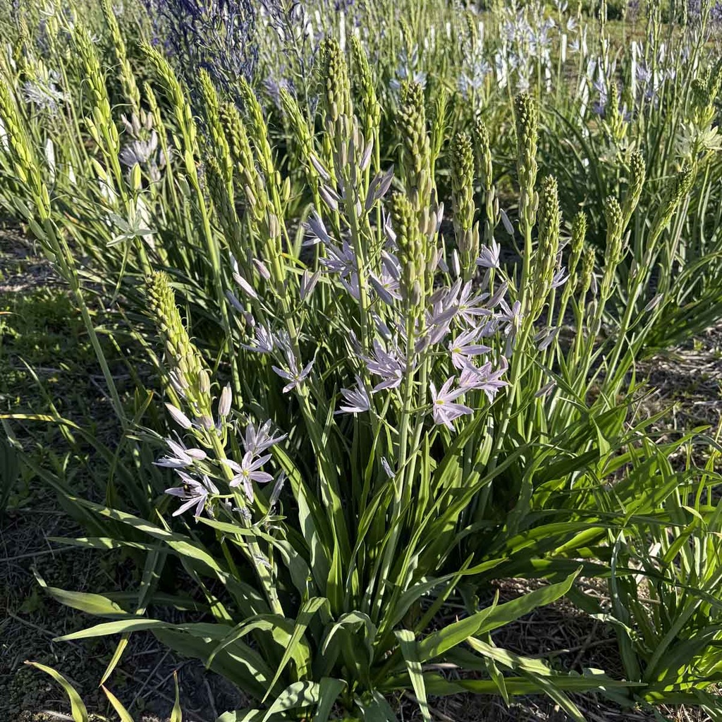 Camassia Blue Heaven 10x