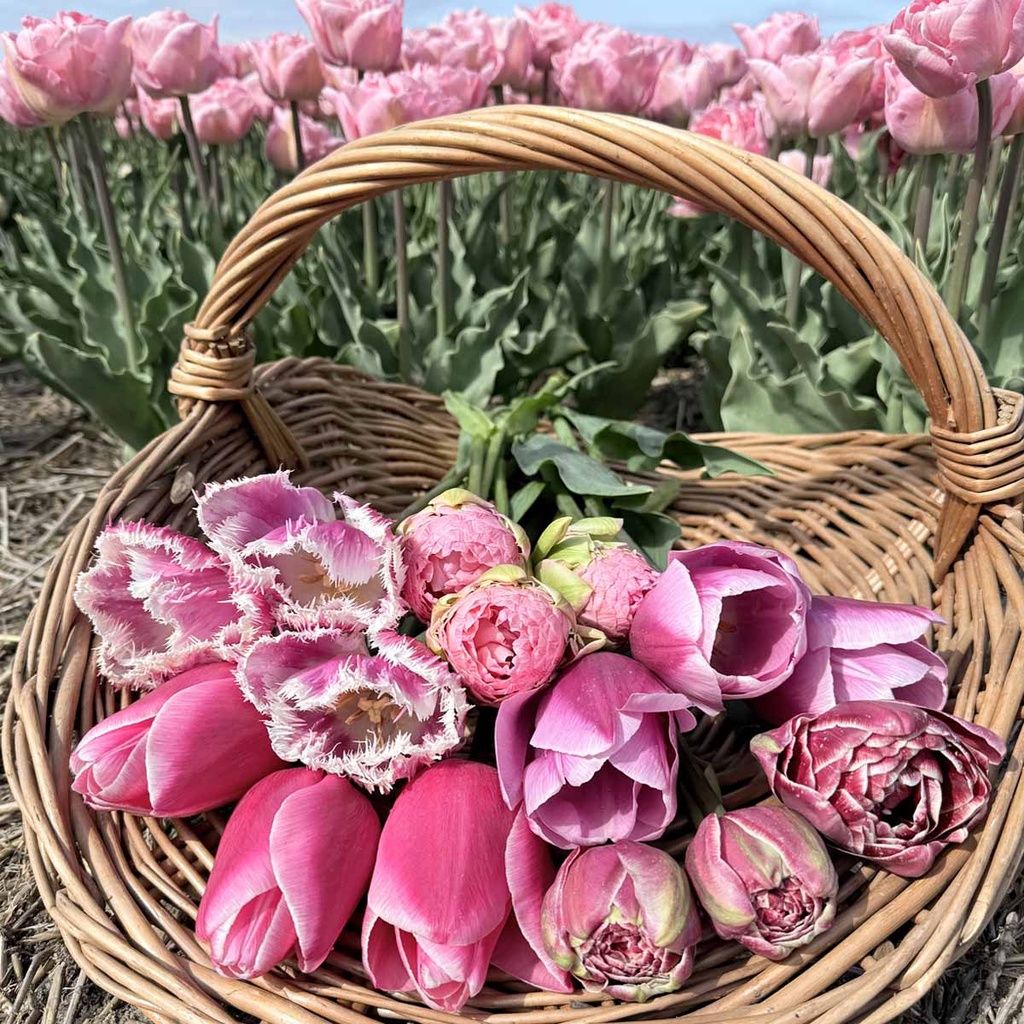 Mix Pretty in Pink (50 st.)