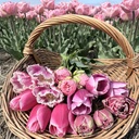 Mix Pretty in Pink (50 st.)