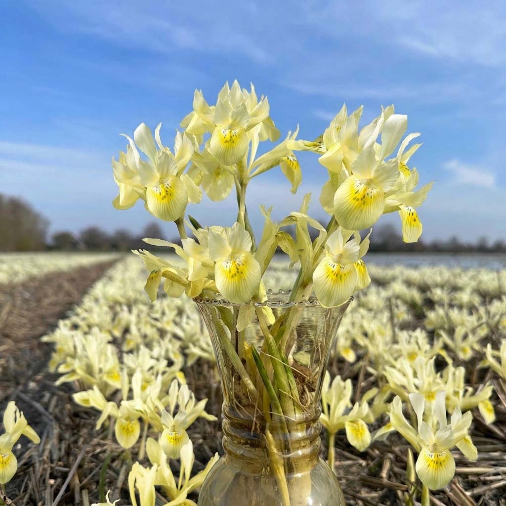 Iris Katharine Gold 10 st.