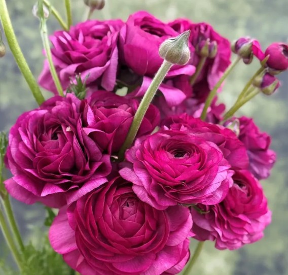 Ranonkels Elegance Viola®