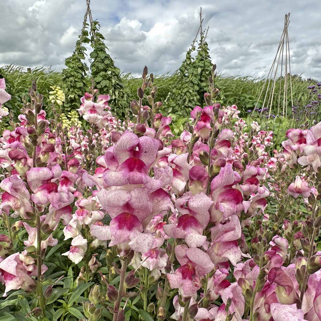 Anthirrhinum Lucky Lips