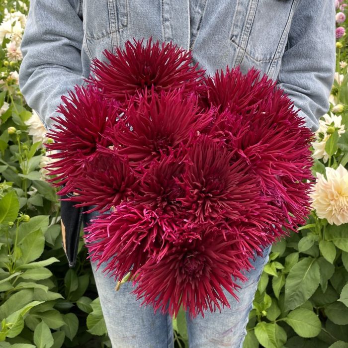 Urchin