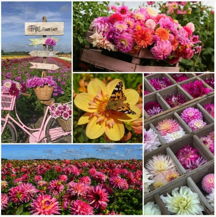 Book The Joy of Dahlias - English