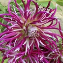 Hollyhill Spider Woman