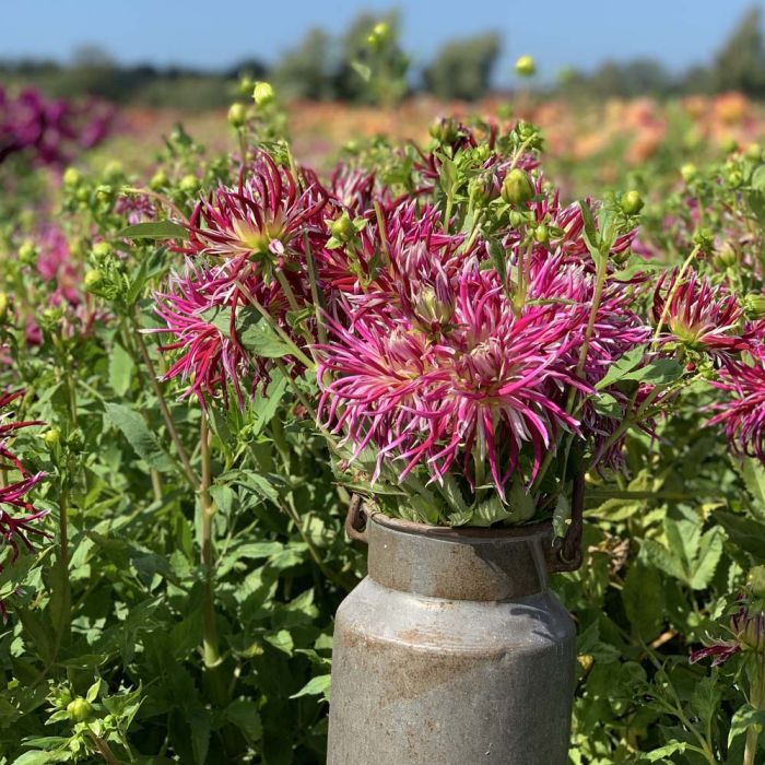 Hollyhill Spider Woman