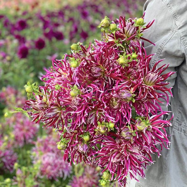 Hollyhill Spider Woman