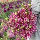 Hollyhill Spider Woman