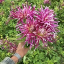 Hollyhill Spider Woman